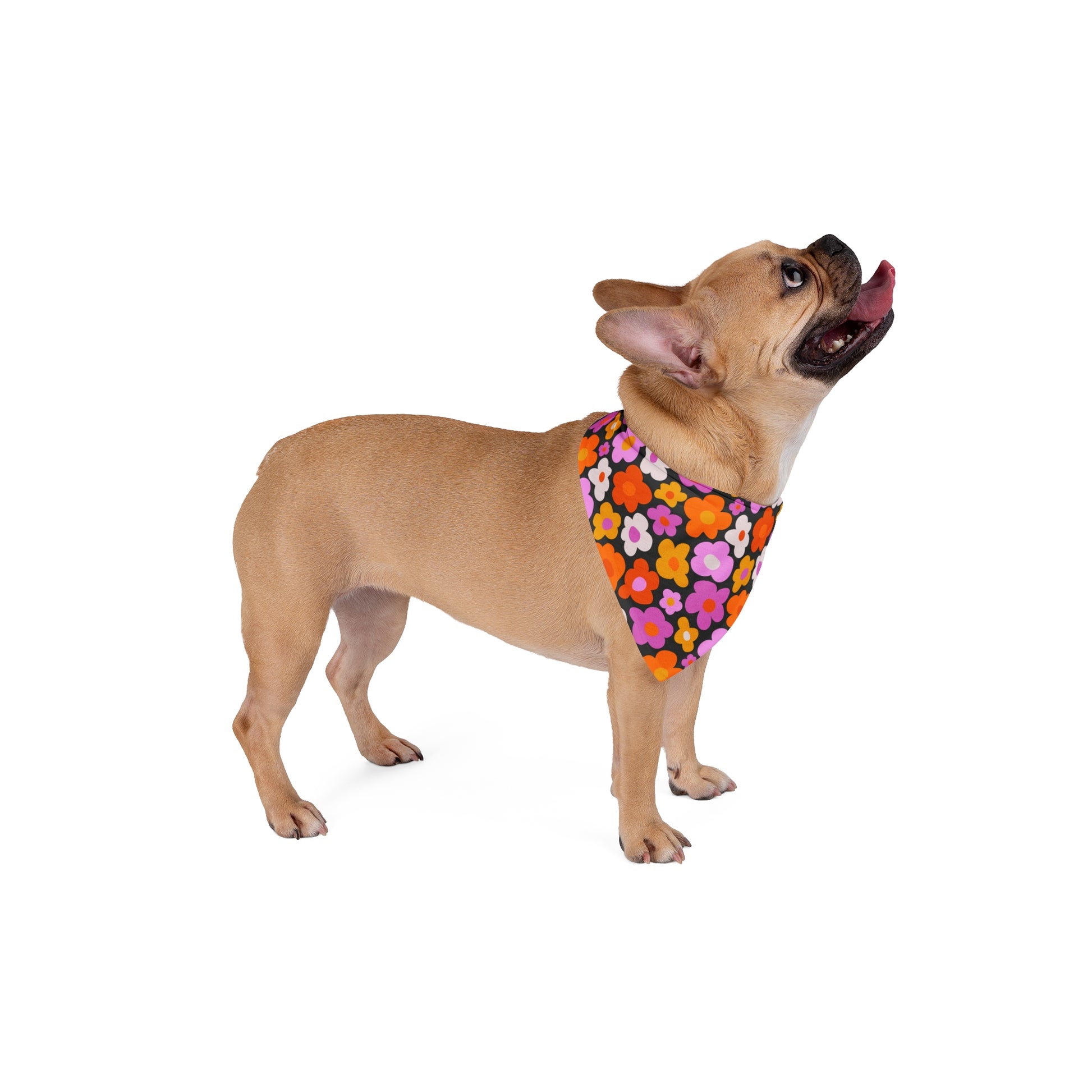 Infuse a bit of retro charm into your dog's style with our Groovy Daisy Dog Bandana/Wild Rag. The groovy daisy pattern in pink, orange, and white on a black background adds a playful and vibrant touch. Crafted from soft-spun polyester, this wild rag ensures comfort and style. Make a fashion statement on every adventure with this exclusive design, available only at Eliza Singer.