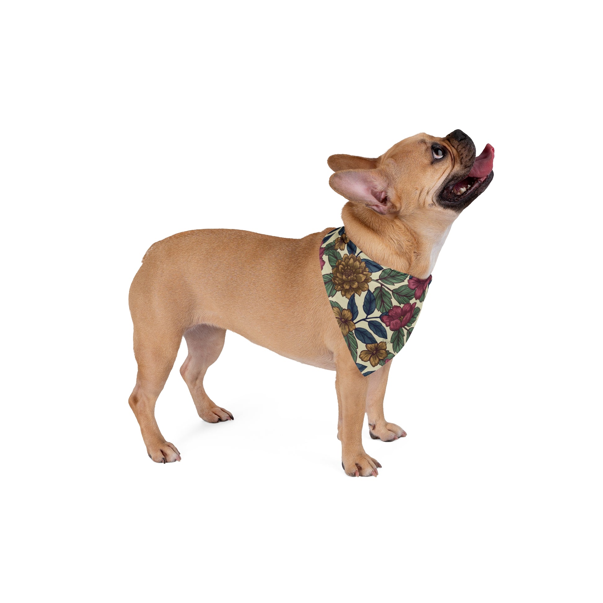 Transport your pup to a bygone era with our Vintage Charm Dog Bandana/Wild Rag. The vintage floral pattern on a mustard, burgundy, sand background with navy elements exudes timeless elegance. Crafted from soft-spun polyester, this wild rag ensures comfort and style. Elevate your dog's look with this exclusive design, available only at Eliza Singer.